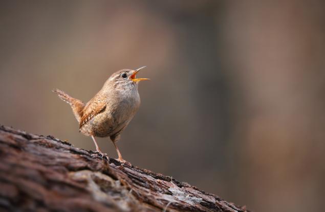 Пойните птици и тяхната устойчивост към кисели храни: Разкрит е молекулярният механизъм