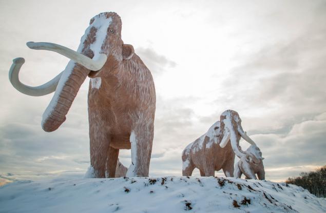 Извлякоха най-старата ДНК на света от зъбите на мамут на 1,2 млн. години