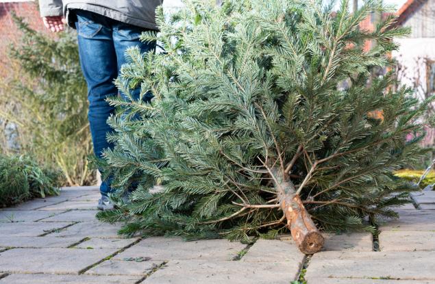 Коледни елхи помагат за възстановяване на естествения хабитат на морските видове в Стокхолмския архипелаг 