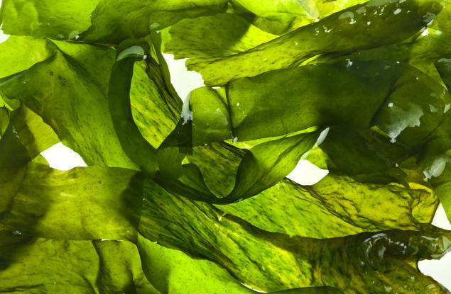 Учени от Швеция откриха как синята светлина увеличава натрупването на нишесте в микроводорасли