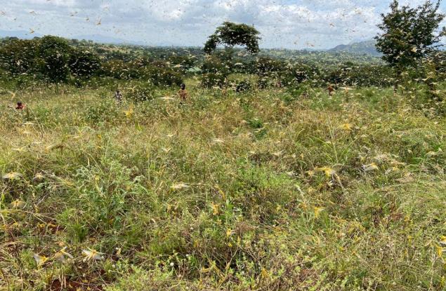 Oткриха спирачка за канибализма при скакалците