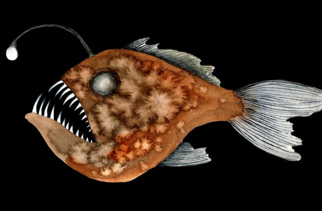 Риба въдичар