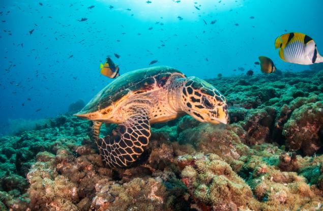 Мит: Увеличаването на емисиите на въглероден диоксид не оказва влияние върху океаните