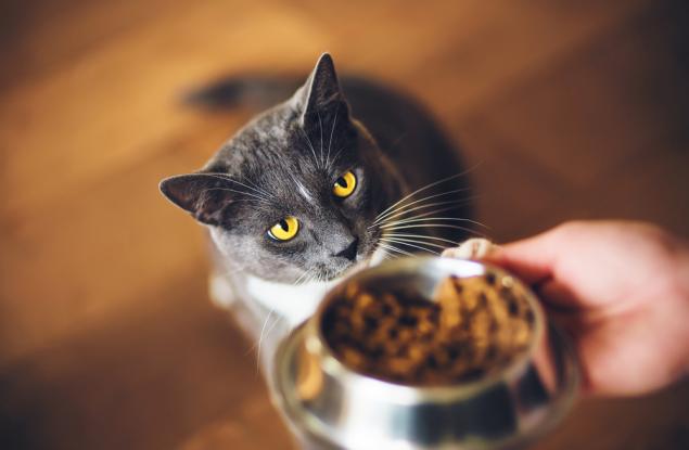 Котките имат “супербързо” обоняние, което ги прави изключително ефективни в откриването на храна