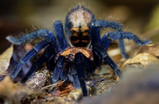 Най-големият паяк в света