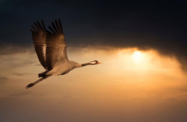 Топлото време задържа мигриращите жерави в Унгария по-дълго 