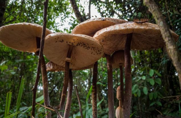 Някога Земята е била покрита с гигантски гъби