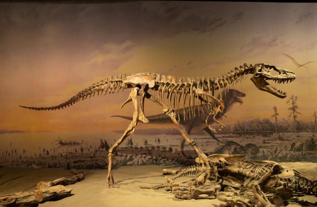 Две бебета динозаври, открити във вкаменелост на тиранозавър, хвърлят светлина върху начина на хранене на древните хищници