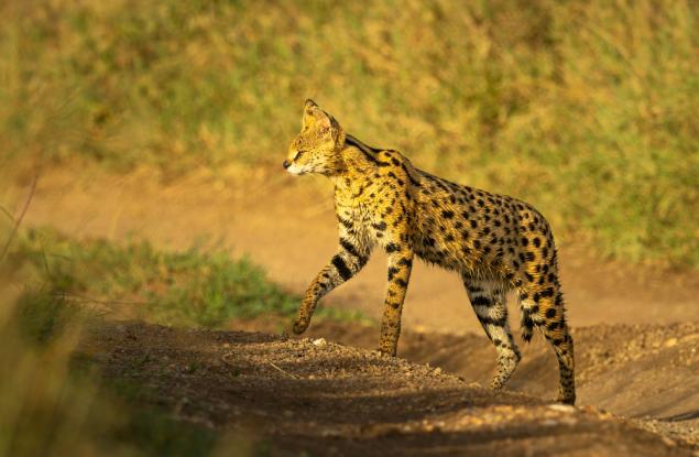 Жена от Атланта се събуди и завари голяма екзотична котка в леглото си