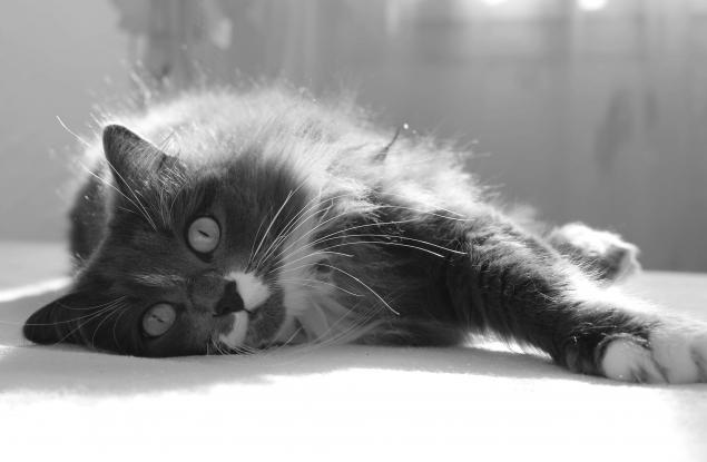 10 любопитни факта за котките