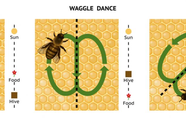Пчелата може да се похвали с най-добрия компас