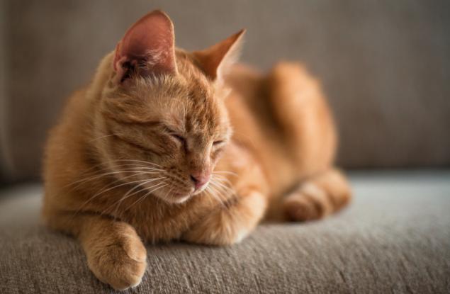 Котките имат 5 личностни и 2 поведенчески характеристики