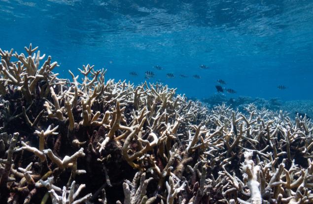 Австралийски учени свързват по-спокойното море със задълбочаващото се избелване на коралите в Големия бариерен риф