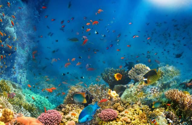Учени картографираха най-големия засега дълбоководен коралов риф край атлантическото крайбрежие на САЩ