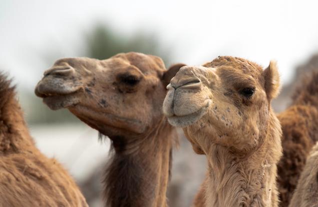 Камилите – тези невероятни създания