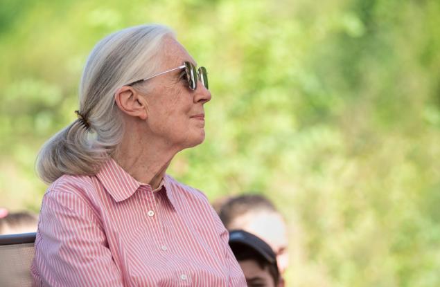 Джейн Гудол почина на 91 години – световноизвестната приматоложка остави вечна следа в науката и природозащитата