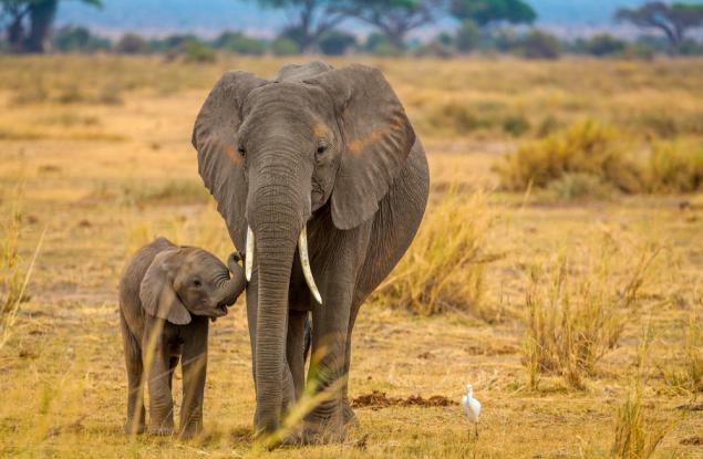 Слоновете имат арсенал от генетични защитни механизми срещу рака