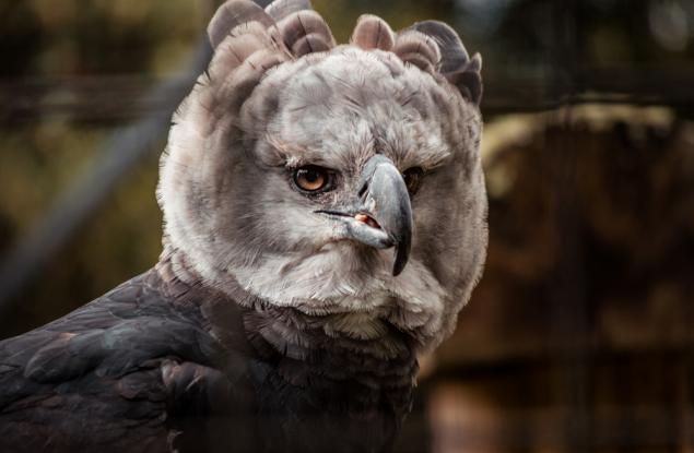 Коя е най-силната съвременна птица?