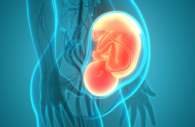 Тази анимация показва как се движат органите на жената по време на бременността