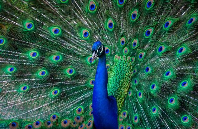 Чарлс Дарвин и загадката на пауновата опашка