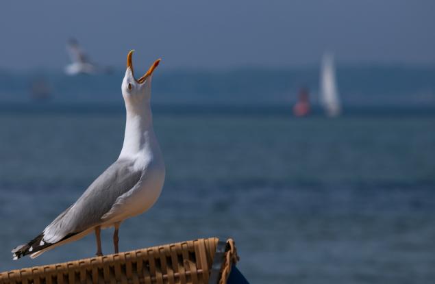 Откриха коктейл от пластмасови добавки в току-що снесени яйца на чайки