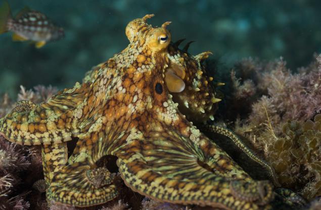 Ето как октоподите ви „вкусват“ със своите пипала