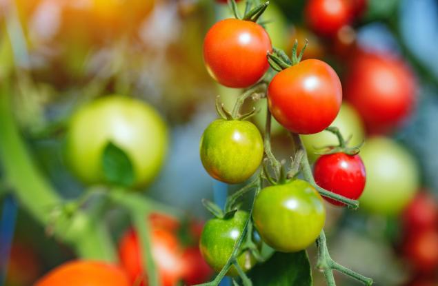 Увеличиха значително нивата на витамин D в доматите чрез „генетична ножица“
