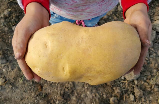 Ще направят ДНК тест на „най-големия картоф в света“, за да се уверят, че е картоф