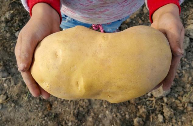 Оказва се, че „най-големият картоф в света“ всъщност не е картоф