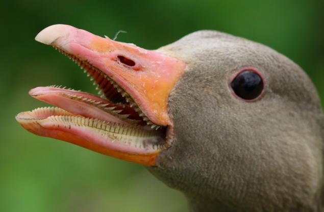 Проверка на факти: Имат ли гъските зъби?
