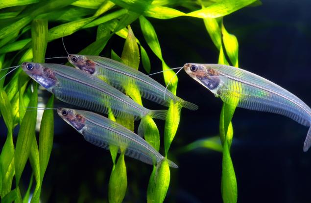 Установиха защо малка прозрачна рибка блести с цветовете на дъгата