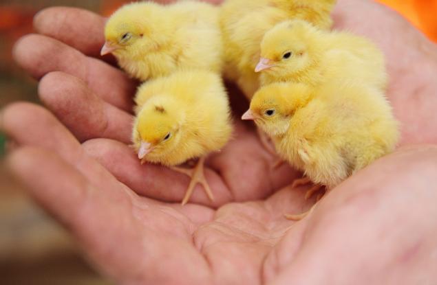 Генна технология дава решение на проблема с умъртвяването на мъжките пилета