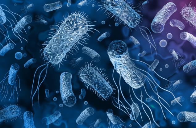 Пещерна бактерия може да подпомогне лечението на глутеновата непоносимост