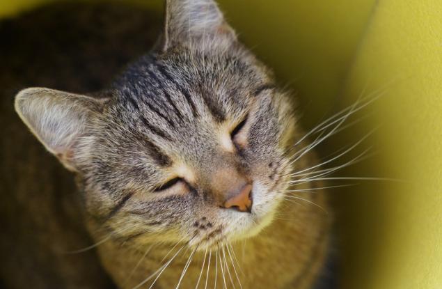 Учени: Бавните мигания наистина работят при общуването с котките