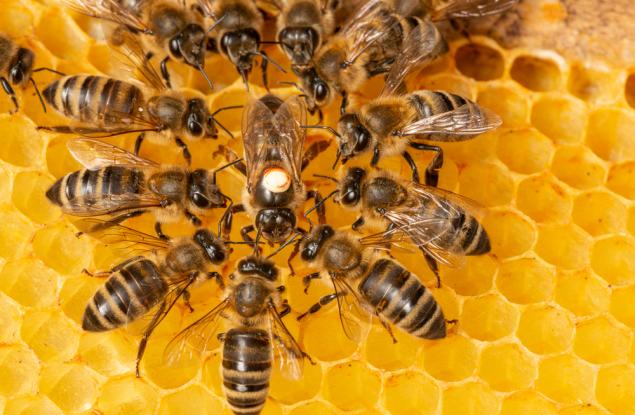 Първите пчели са се появили преди повече от 120 млн. години на древен суперконтинент
