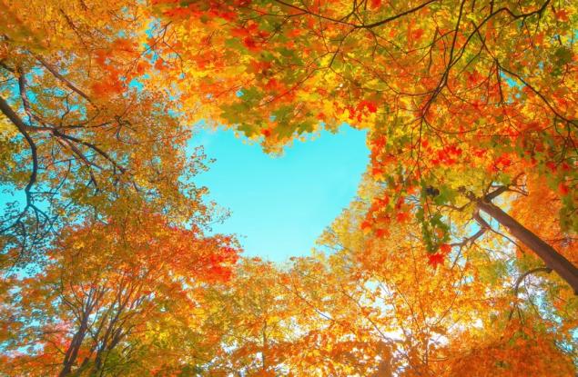 До около 1500 г. есента е била наричана жътва: 10 любопитни факта за есента