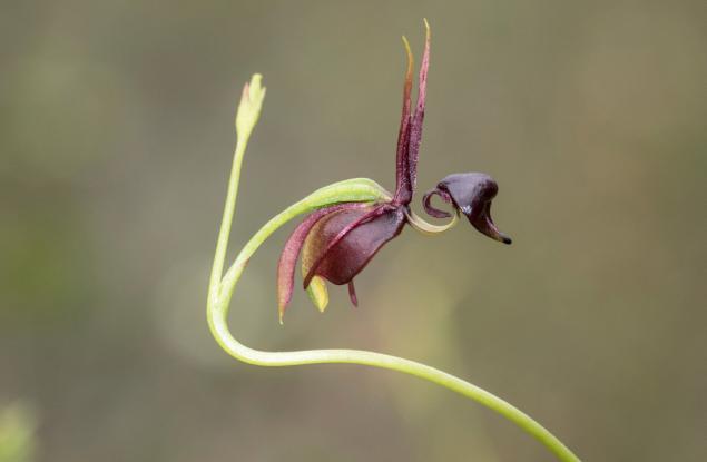 10-те най-странни растения, които ще видите