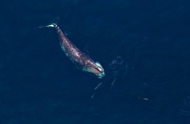 Тестисите на бискайските китове тежат 1 тон. Не, не се шегуваме