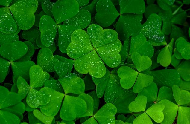 Колко редки са четирилистните детелини в действителност?