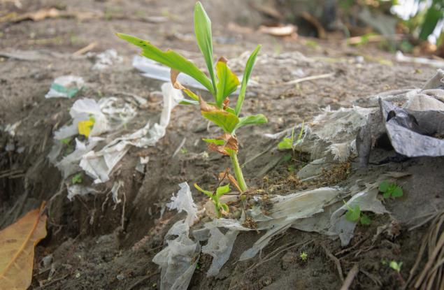 Микропластмаса в листата на растенията: нов път към хранителната верига и човешкото здраве