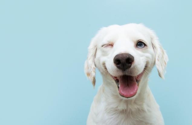 3 симпатични причини защо кучето ви намига