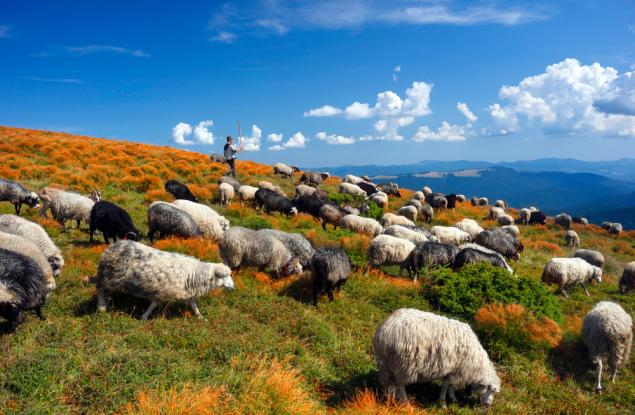 Виц: Разликата между политика и овчаря