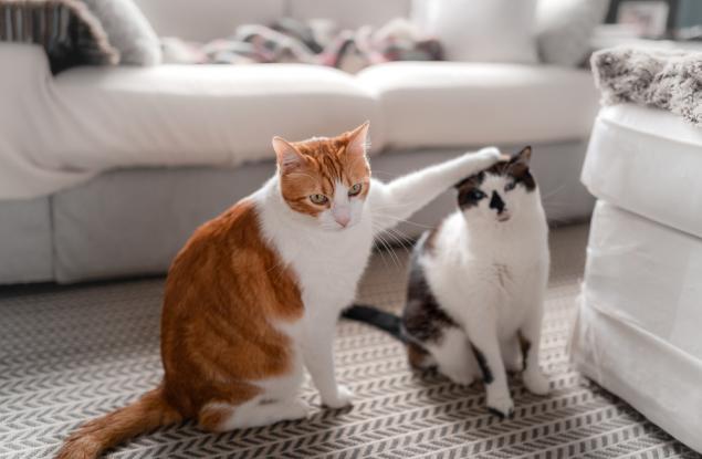 Котките помнят имената на останалите котки, вероятно дори вашите собствени