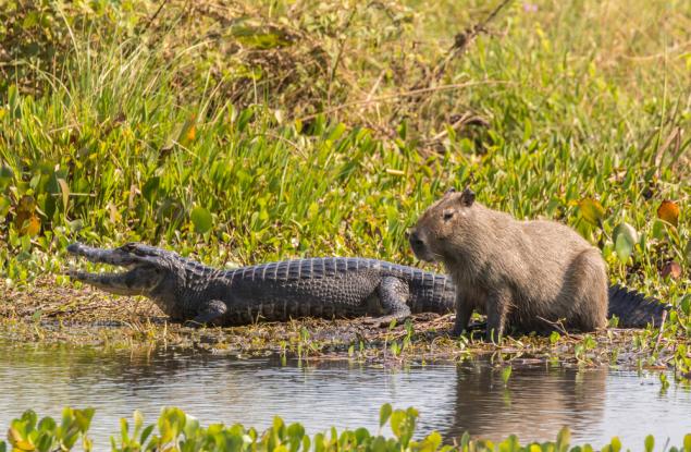 Защо крокодилите не ядат капибари?