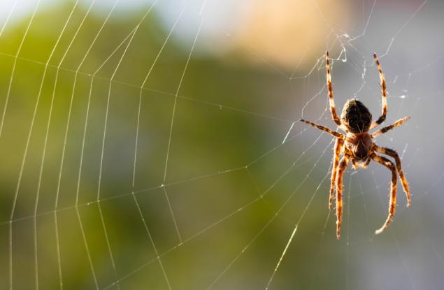 Паяжините вероятно изпълняват ролята на изключително чувствителни външни тъпанчета