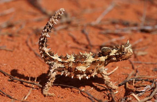 Най-бодливият гущер