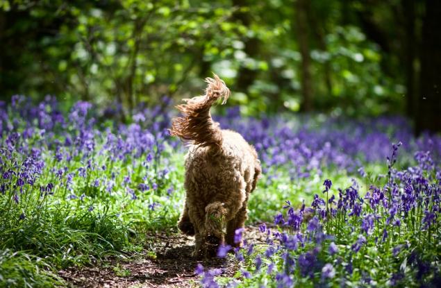 Разчетоха "езика" на кучешката опашка