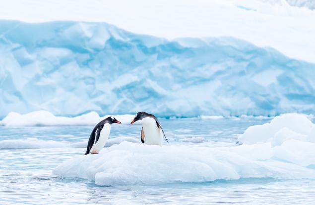 Намаляването на популациите на пингвини може да влоши изменението на климата