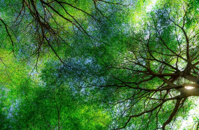 За възстановяването на увредените екосистеми или защо не можем просто да засадим 1 трилион дървета?