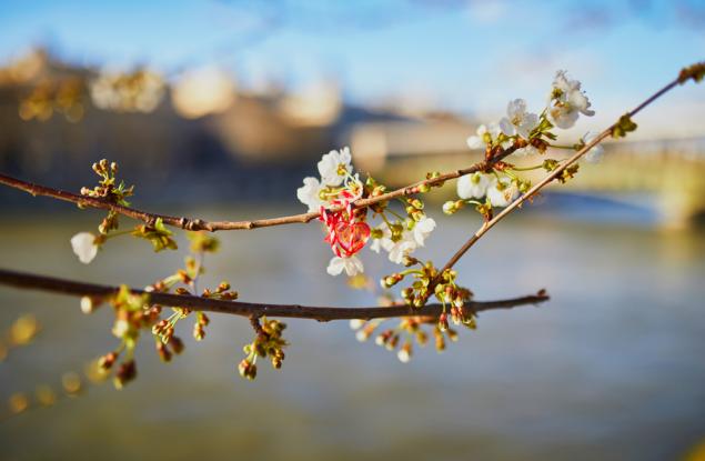 Приказка за баба Марта 